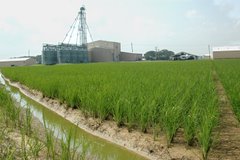 New rice herbicides available this year 